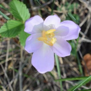 Photographie n°2330498 du taxon Colchicum autumnale L. [1753]