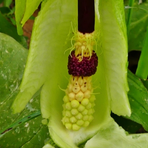 Photographie n°2330503 du taxon Arum cylindraceum Gasp. [1844]