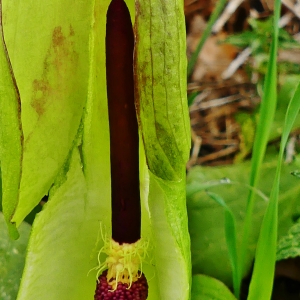 Photographie n°2330504 du taxon Arum cylindraceum Gasp. [1844]