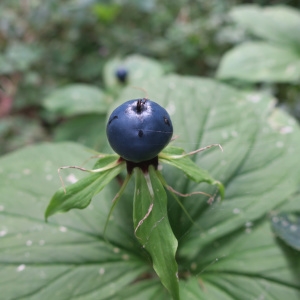  - Paris quadrifolia L.