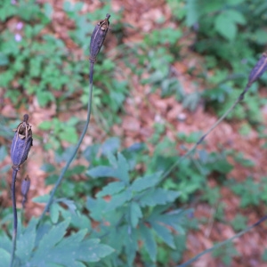 Photographie n°2330528 du taxon Meconopsis cambrica (L.) Vig.