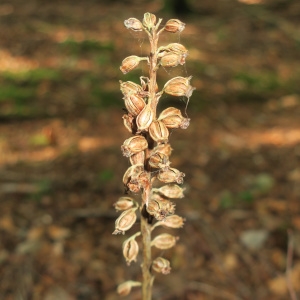 Photographie n°2330531 du taxon Neottia nidus-avis (L.) Rich. [1817]