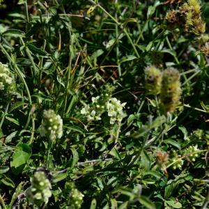 Photographie n°2330580 du taxon Sideritis hyssopifolia L.