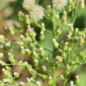 Photographie n°2330629 du taxon Erigeron canadensis L. [1753]