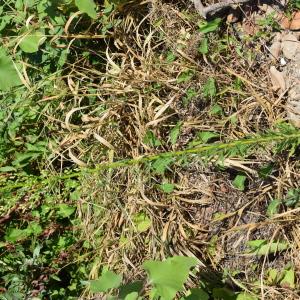 Photographie n°2330630 du taxon Erigeron canadensis L. [1753]