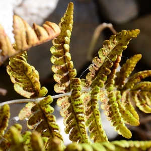 Photographie n°2330637 du taxon Gymnocarpium robertianum (Hoffm.) Newman