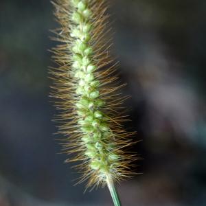 Photographie n°2330654 du taxon Setaria pumila (Poir.) Roem. & Schult. [1817]