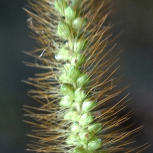 Photographie n°2330655 du taxon Setaria pumila (Poir.) Roem. & Schult. [1817]