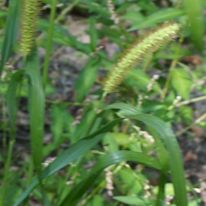 Photographie n°2330656 du taxon Setaria pumila (Poir.) Roem. & Schult. [1817]