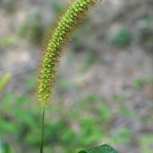 Photographie n°2330657 du taxon Setaria pumila (Poir.) Roem. & Schult. [1817]