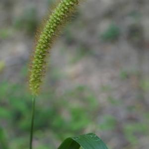 Photographie n°2330658 du taxon Setaria pumila (Poir.) Roem. & Schult. [1817]