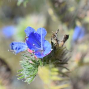 Photographie n°2330666 du taxon Echium vulgare L. [1753]