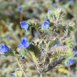 Photographie n°2330668 du taxon Echium vulgare L. [1753]