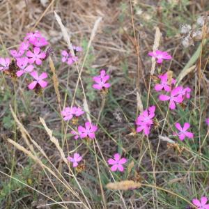 Photographie n°2330679 du taxon Dianthus carthusianorum L. [1753]