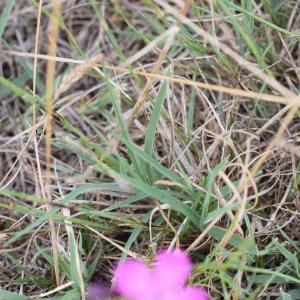 Photographie n°2330682 du taxon Dianthus carthusianorum L. [1753]