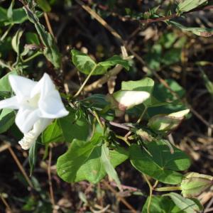 Photographie n°2330688 du taxon Convolvulus sepium L. [1753]