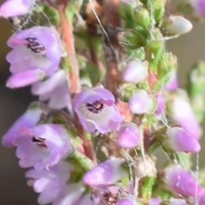 Photographie n°2330699 du taxon Calluna vulgaris (L.) Hull [1808]