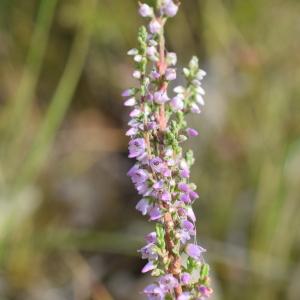 Photographie n°2330700 du taxon Calluna vulgaris (L.) Hull [1808]