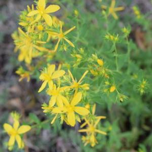 Photographie n°2330714 du taxon Hypericum perforatum L. [1753]