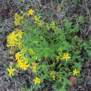 Photographie n°2330715 du taxon Hypericum perforatum L. [1753]