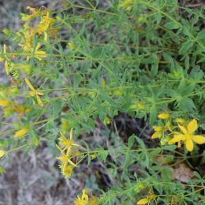 Photographie n°2330716 du taxon Hypericum perforatum L. [1753]