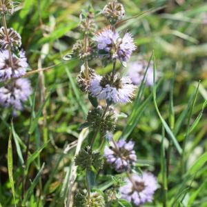 Photographie n°2330717 du taxon Mentha pulegium L. [1753]