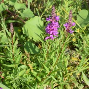 Photographie n°2330751 du taxon Lythrum salicaria L. [1753]