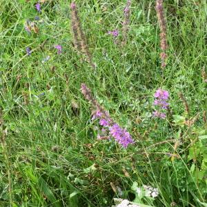 Photographie n°2330753 du taxon Lythrum salicaria L. [1753]