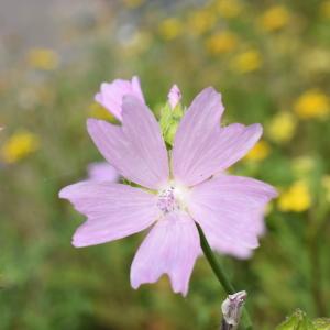 Photographie n°2330755 du taxon Malva moschata L. [1753]