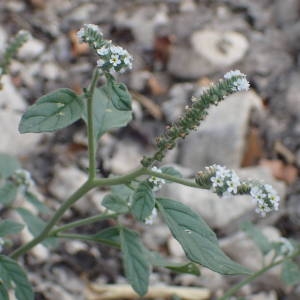 Photographie n°2330858 du taxon Heliotropium europaeum L. [1753]