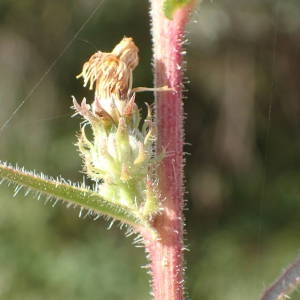 Photographie n°2330865 du taxon Picris hieracioides L. [1753]