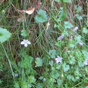 Photographie n°2330963 du taxon Wahlenbergia hederacea (L.) Rchb.