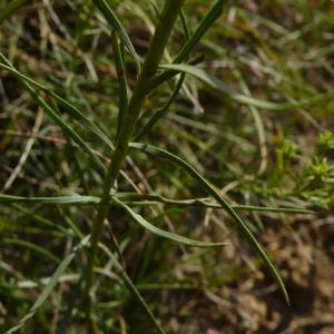 Photographie n°2330982 du taxon Galatella linosyris (L.) Rchb.f. [1854]