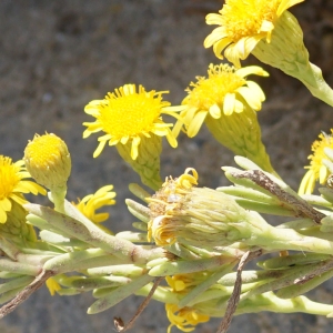 Photographie n°2330991 du taxon Limbarda crithmoides (L.) Dumort. [1827]