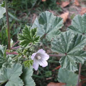 Photographie n°2331005 du taxon Malva neglecta Wallr.