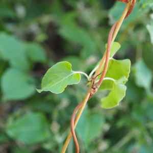Photographie n°2331017 du taxon Fallopia aubertii (L.Henry) Holub [1971]