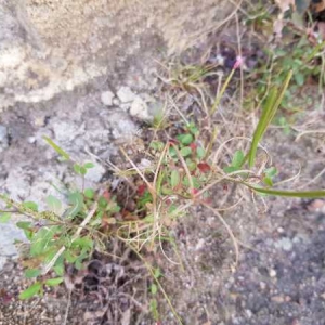 Photographie n°2331098 du taxon Epilobium lanceolatum Sebast. & Mauri [1818]