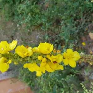 Photographie n°2331099 du taxon Verbascum L.