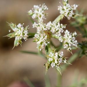 Photographie n°2331136 du taxon Echinophora spinosa L. [1753]