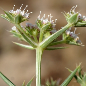 Photographie n°2331138 du taxon Echinophora spinosa L. [1753]