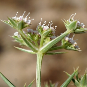 Photographie n°2331139 du taxon Echinophora spinosa L. [1753]