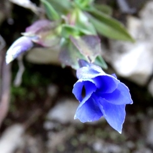 Photographie n°2331162 du taxon Gentiana verna subsp. verna 