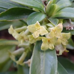 Photographie n°2331178 du taxon Daphne laureola subsp. laureola 