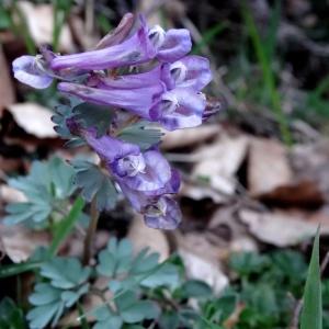 Photographie n°2331180 du taxon Corydalis solida (L.) Clairv.