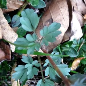 Photographie n°2331181 du taxon Corydalis solida (L.) Clairv.