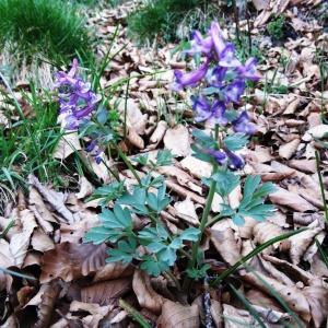 Photographie n°2331200 du taxon Corydalis solida (L.) Clairv.