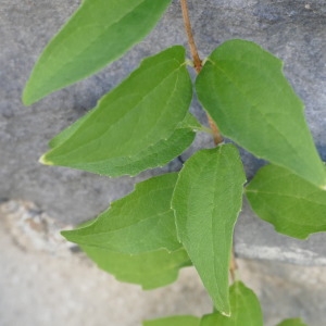 Photographie n°2331291 du taxon Philadelphus coronarius L.