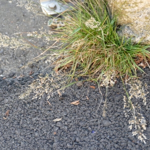 Photographie n°2331292 du taxon Poaceae 