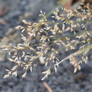 Photographie n°2331293 du taxon Poaceae 
