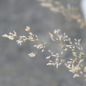 Photographie n°2331294 du taxon Poaceae 